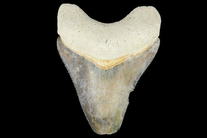 Fossil Megalodon Tooth - Florida #103365